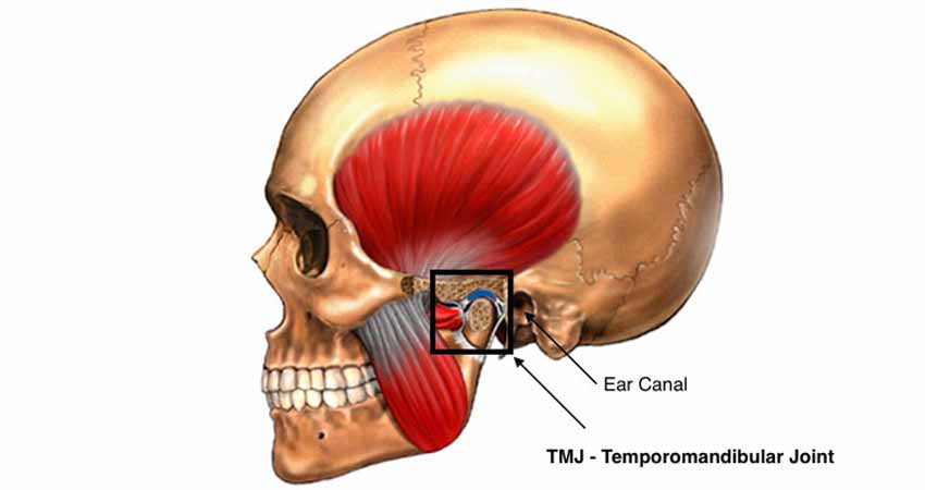 Image showing TMJ and ear canal