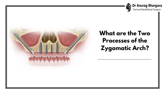 What are the Two Processes of the Zygomatic Arch?